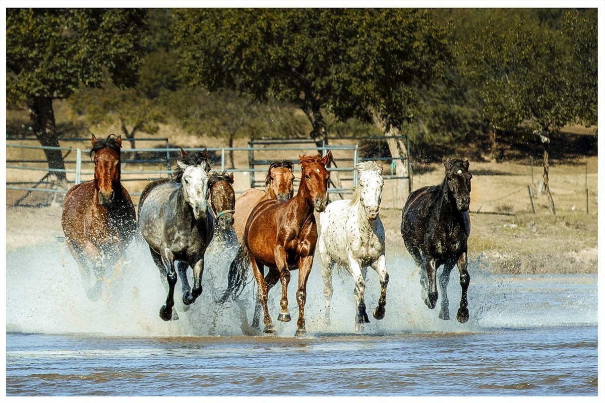 铁马冰河入梦来