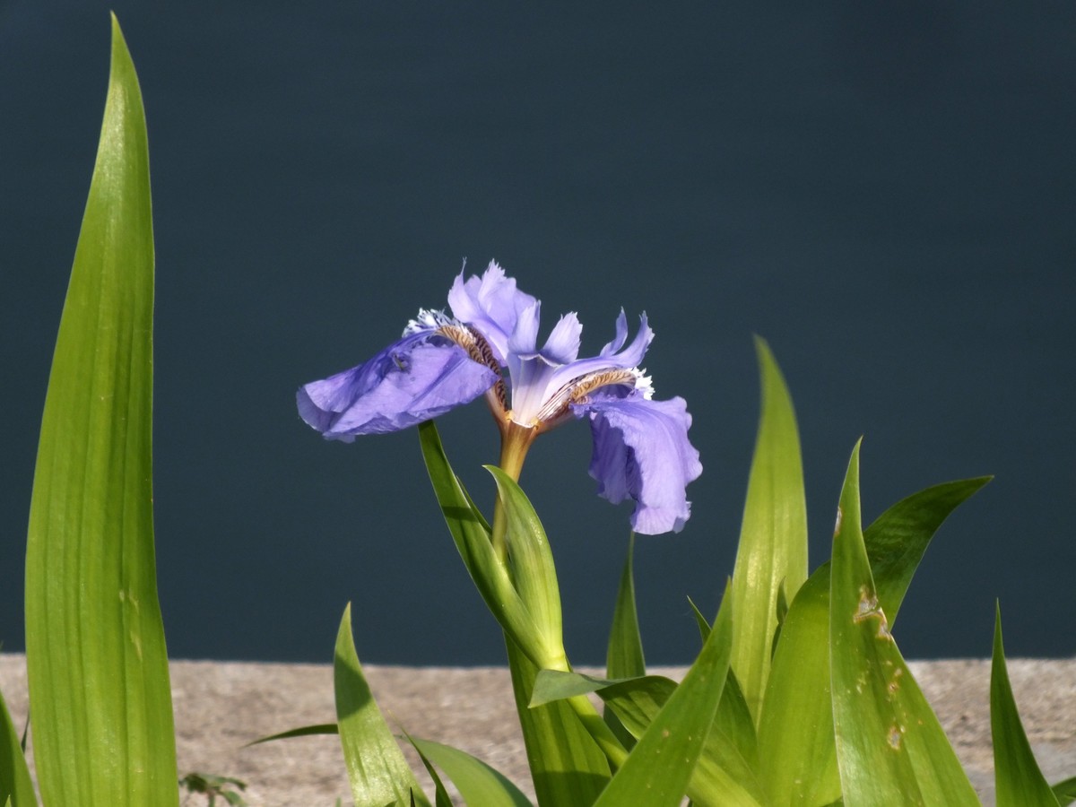 鸢尾花开