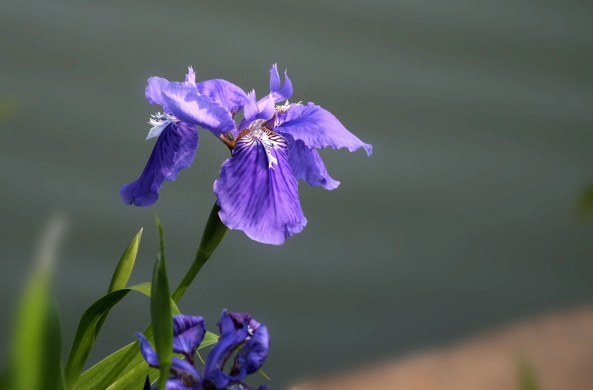 鸢尾花开