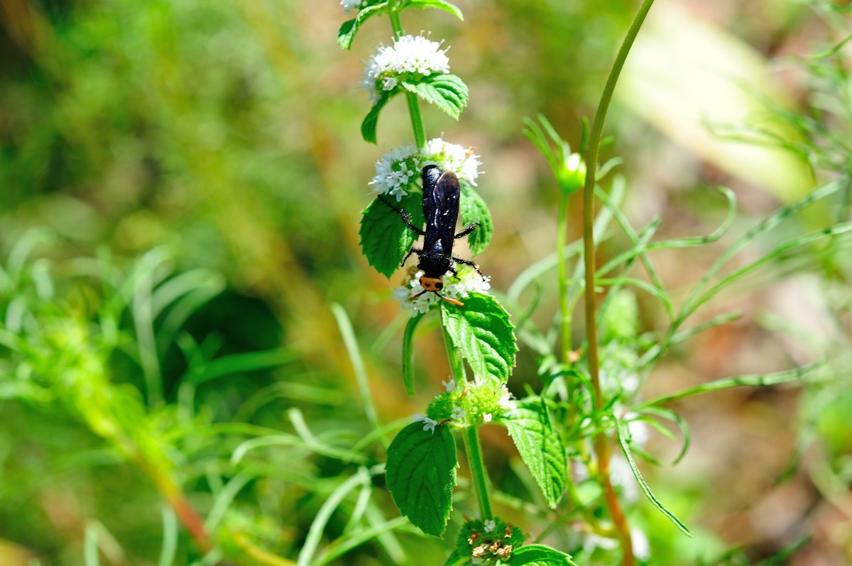 D3S+nikor 60 2.8D微距晨拍二