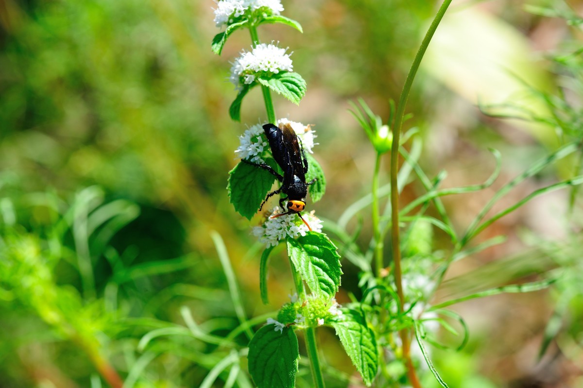 D3S+nikor 60 2.8D微距晨拍二