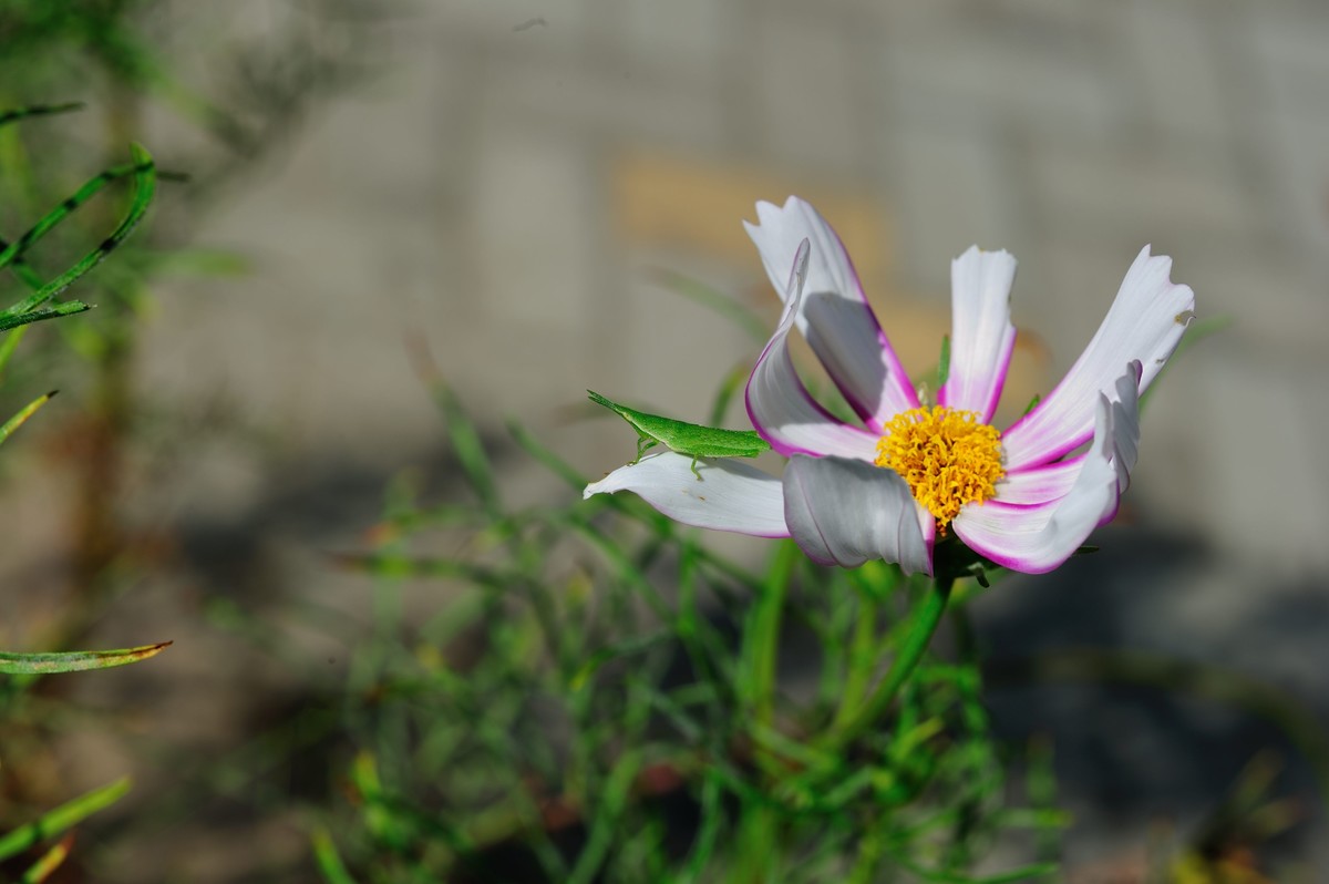 D3S+nikor 60 2.8D微距晨拍二