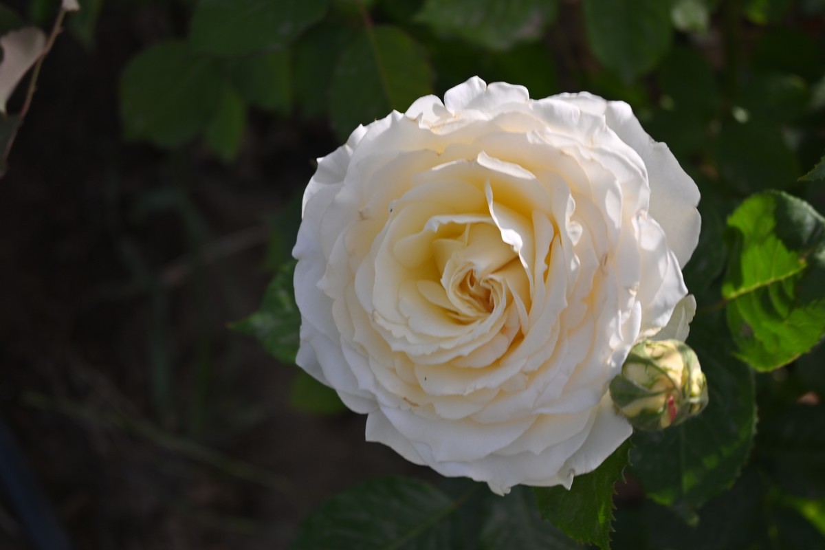 月季花