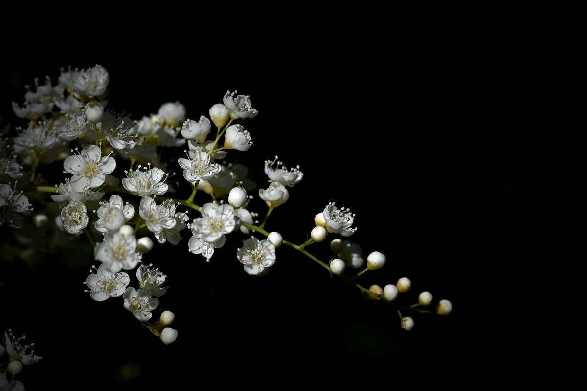 珍珠梅