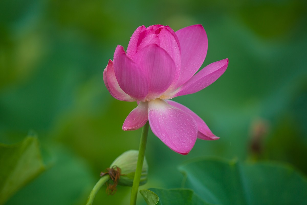 又拍荷花