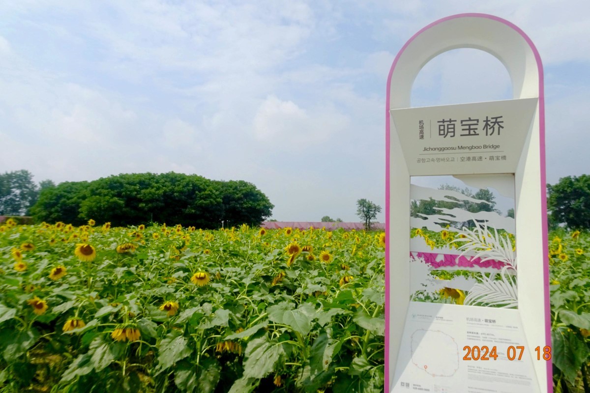 盛夏与葵花共舞