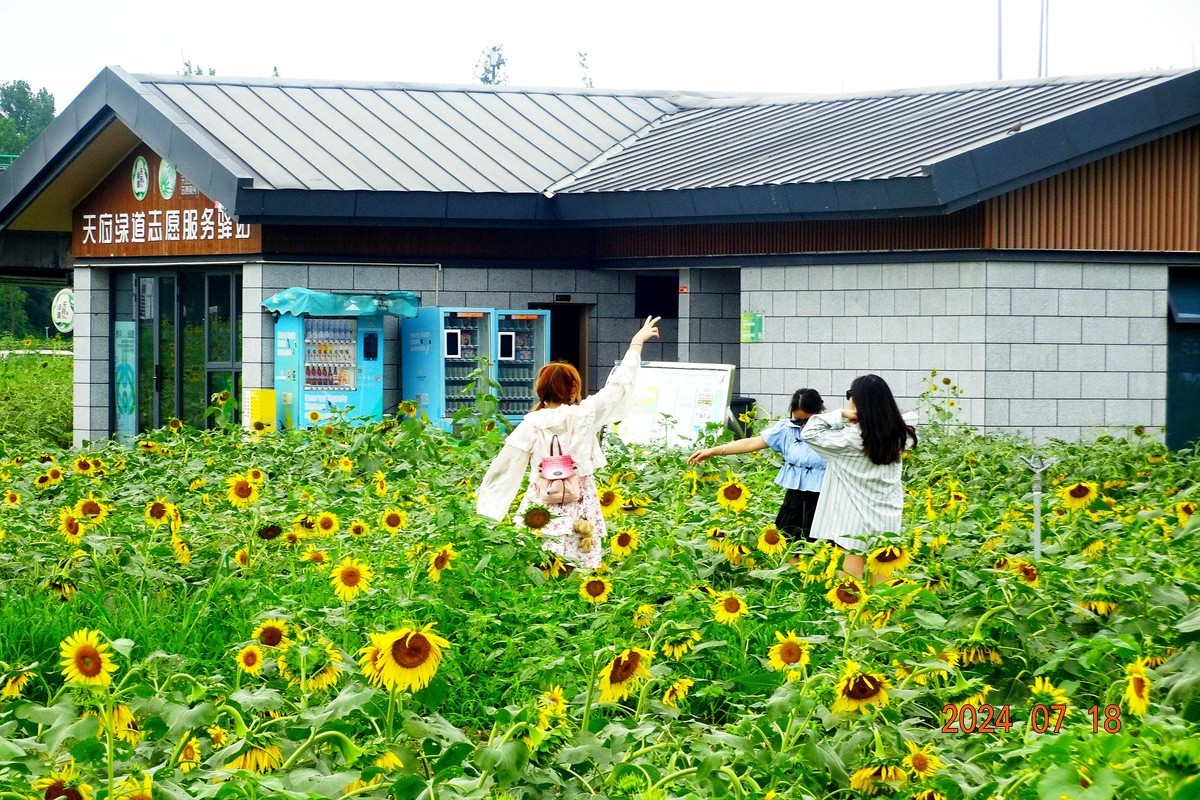 盛夏与葵花共舞