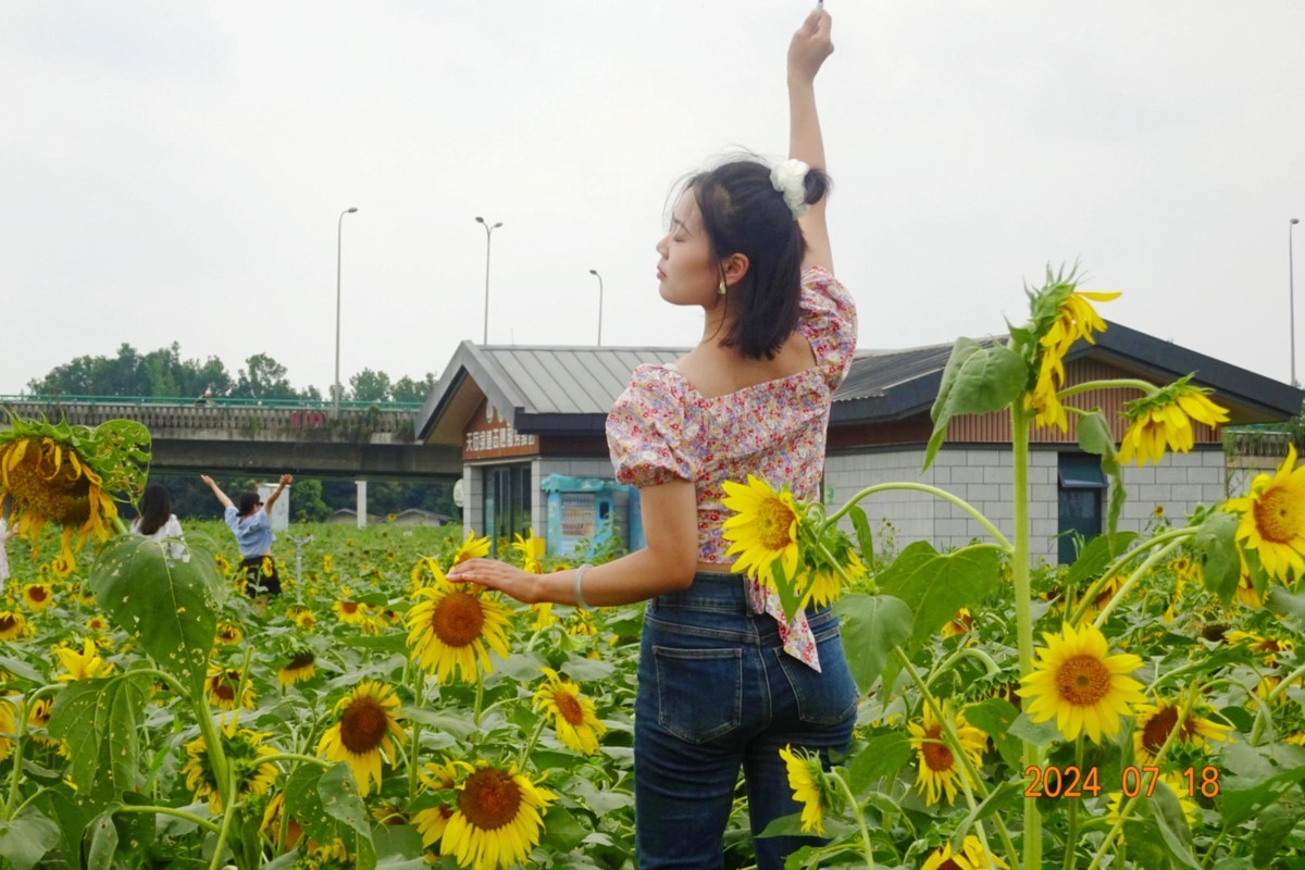 盛夏与葵花共舞
