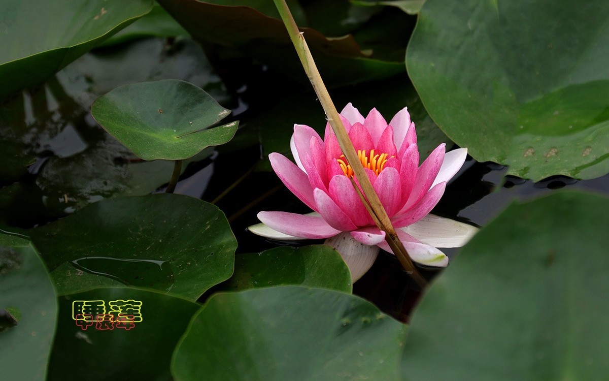 甲辰年睡莲花【2024-140】