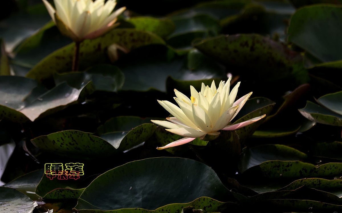 甲辰年睡莲花【2024-140】