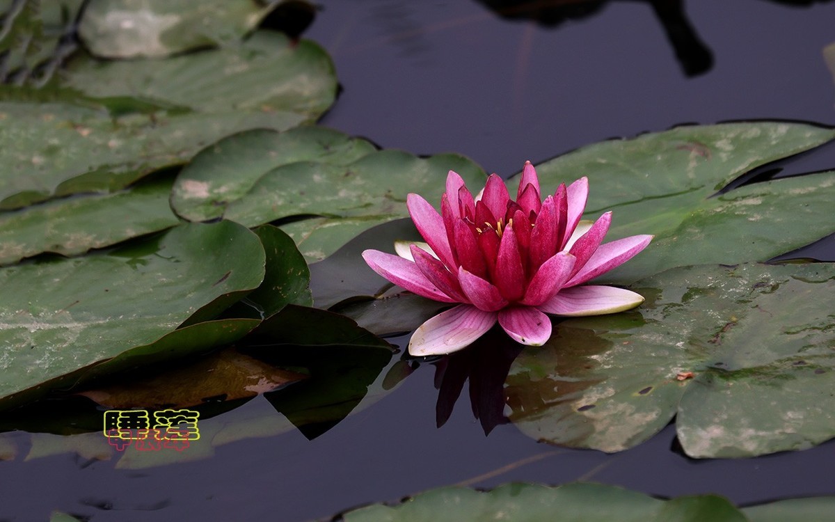 甲辰年睡莲花【2024-140】