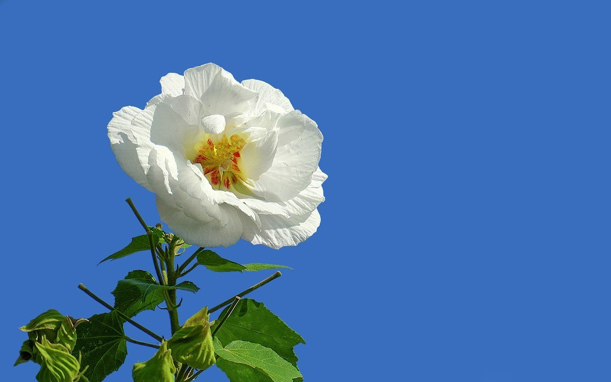 24332 ─ 蓝天下的芙蓉花