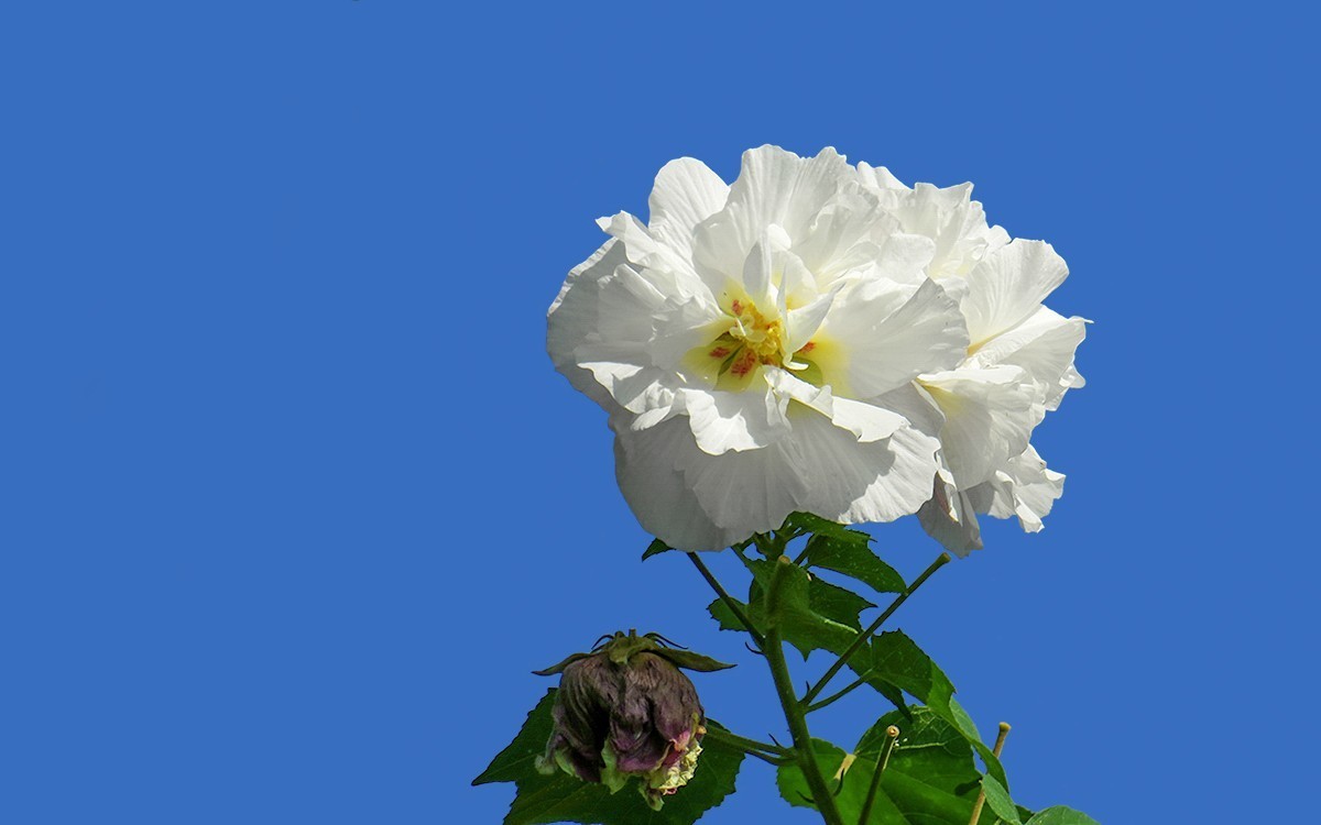 24332 ─ 蓝天下的芙蓉花