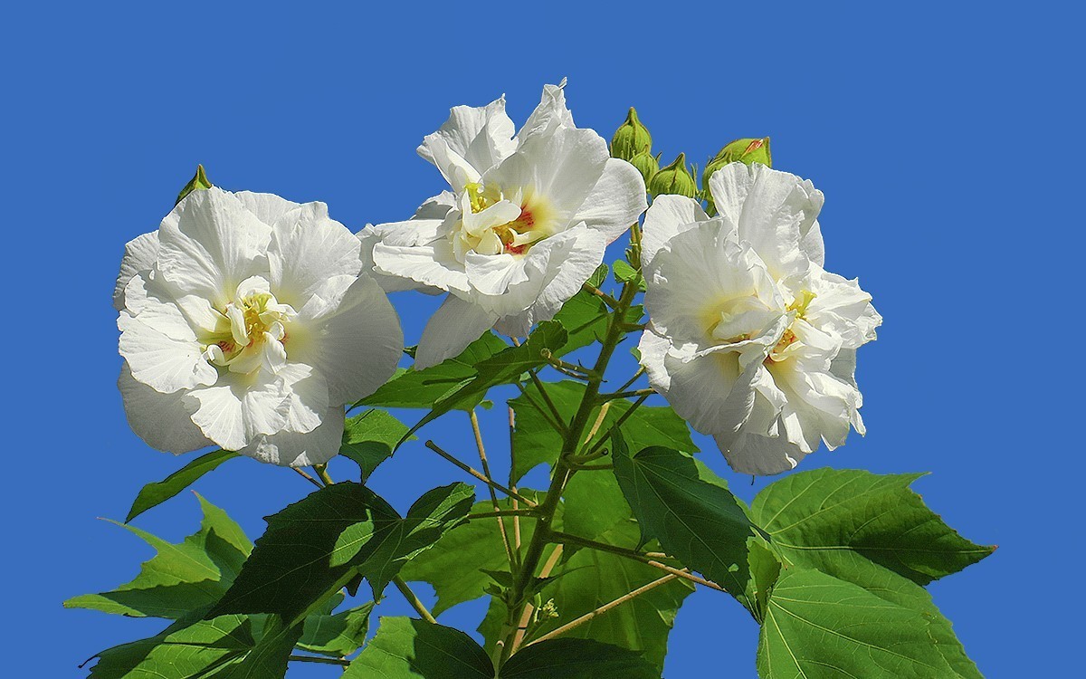 24332 ─ 蓝天下的芙蓉花