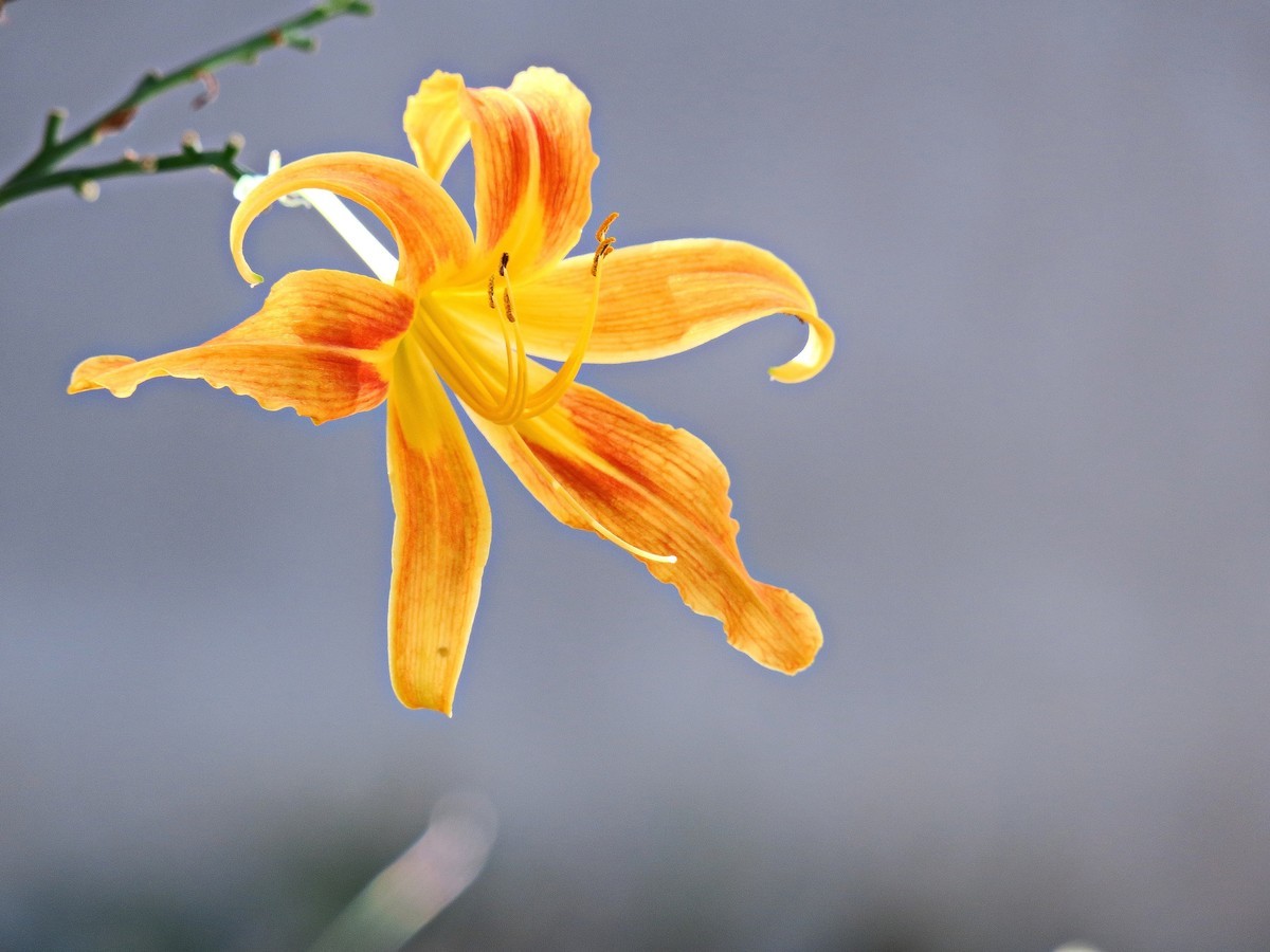 晴空万里的梅花山