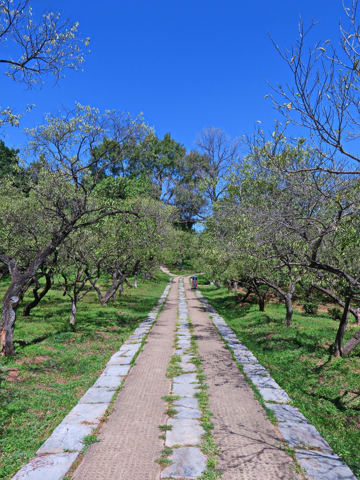 晴空万里的梅花山