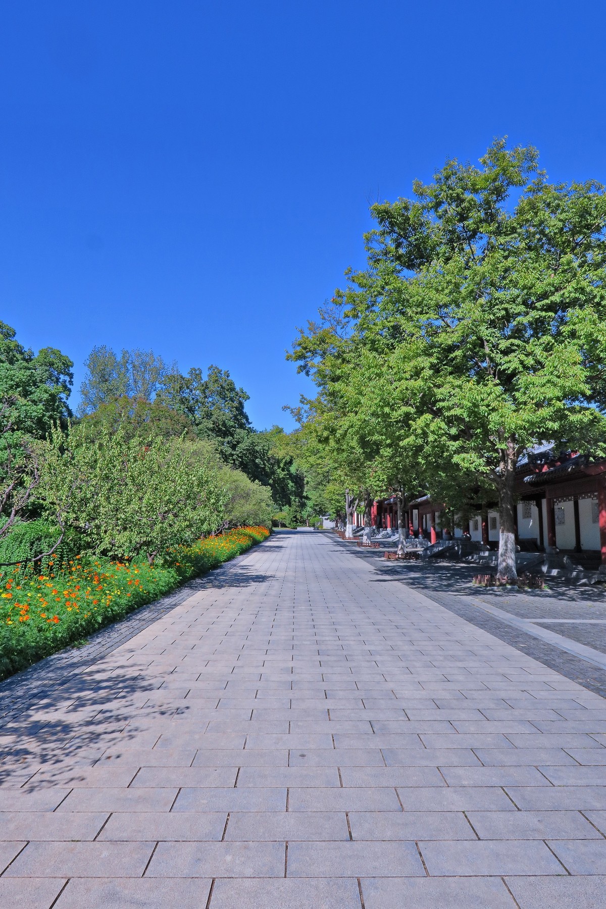 晴空万里的梅花山