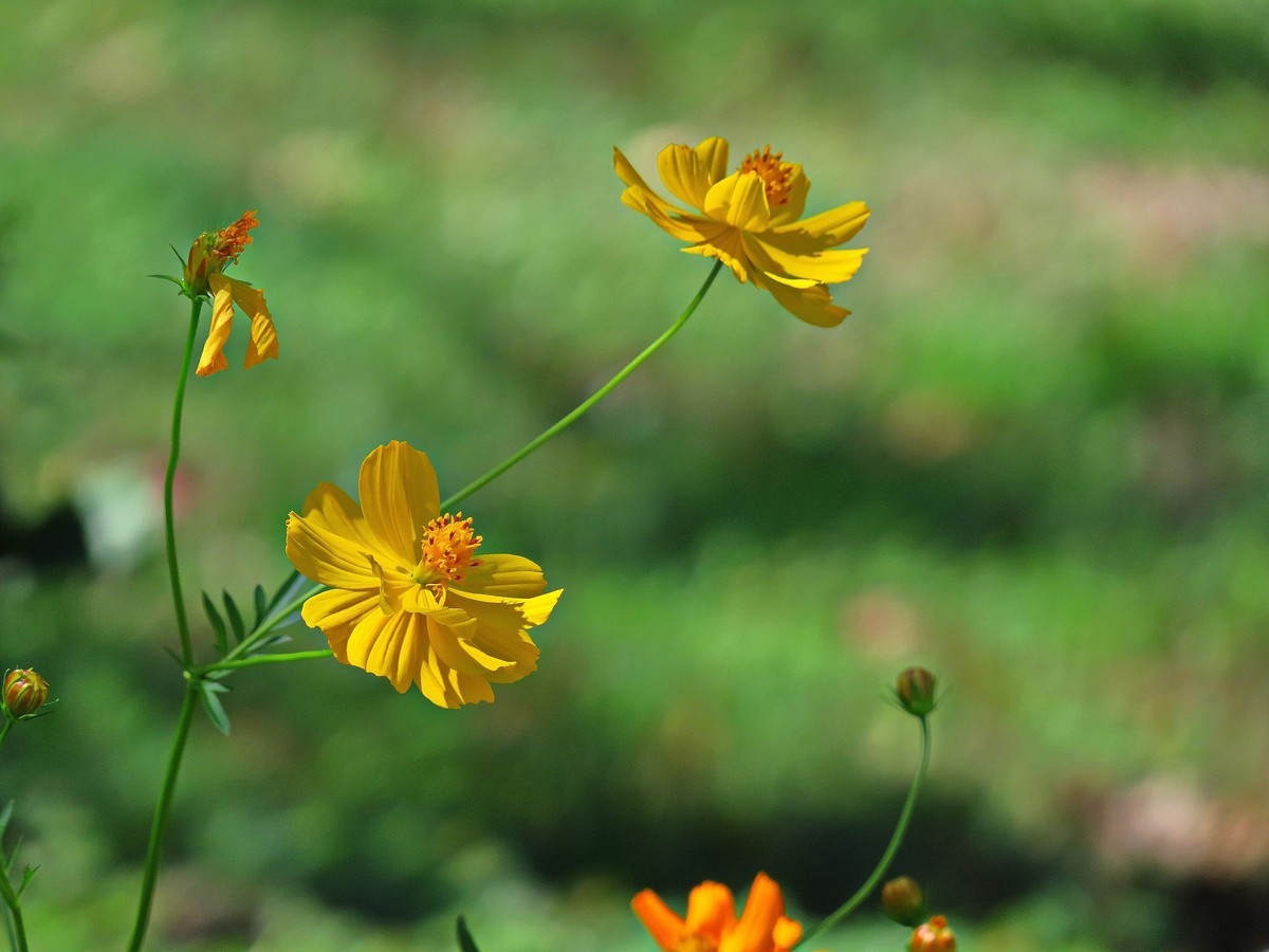 晴空万里的梅花山