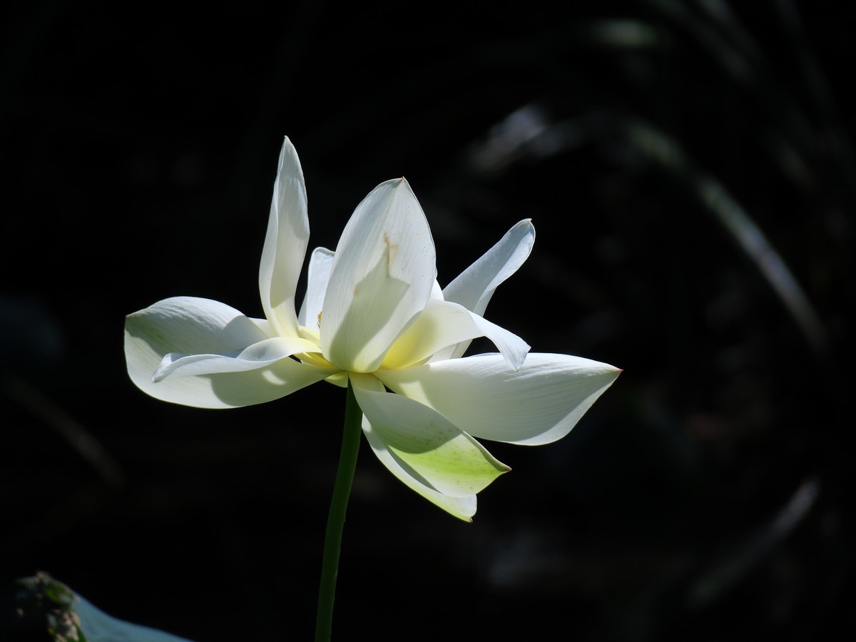 晴空万里的梅花山