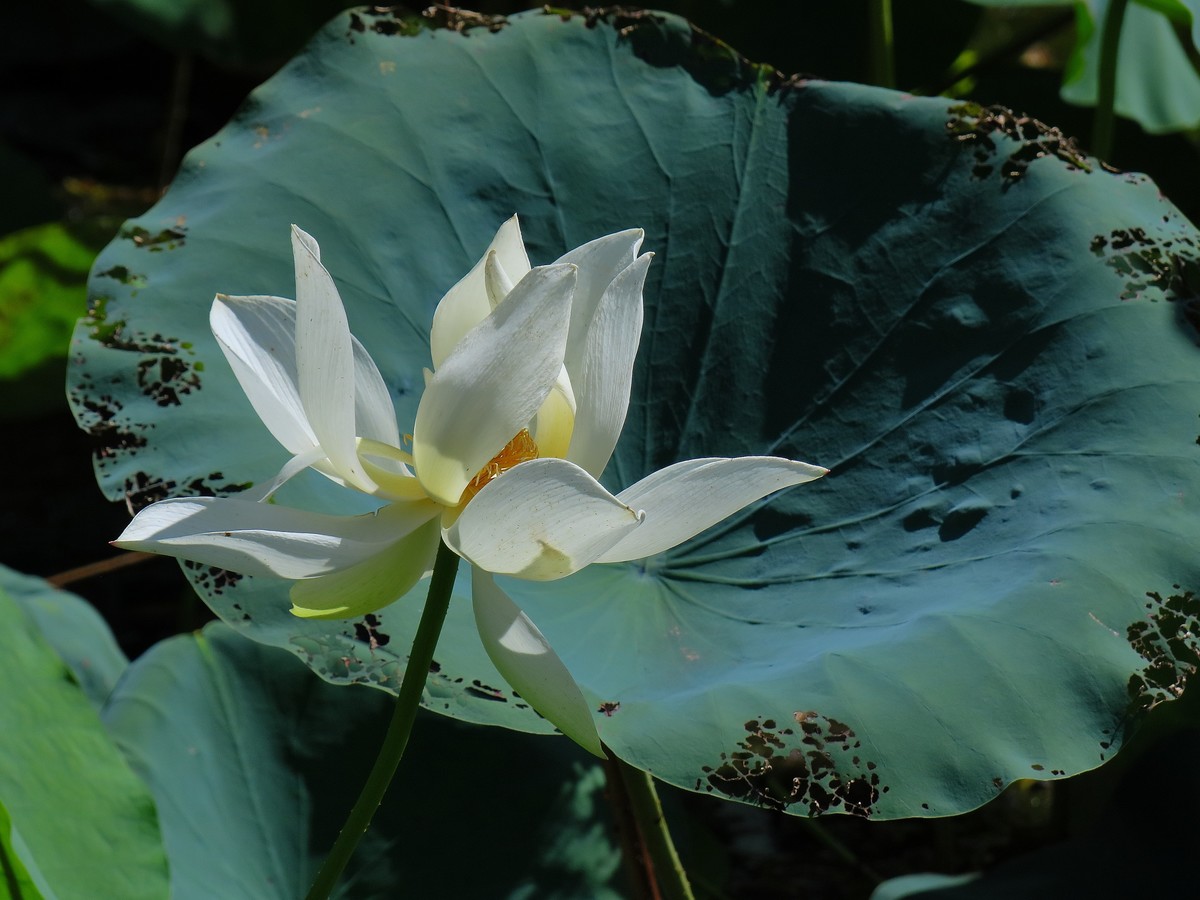 晴空万里的梅花山