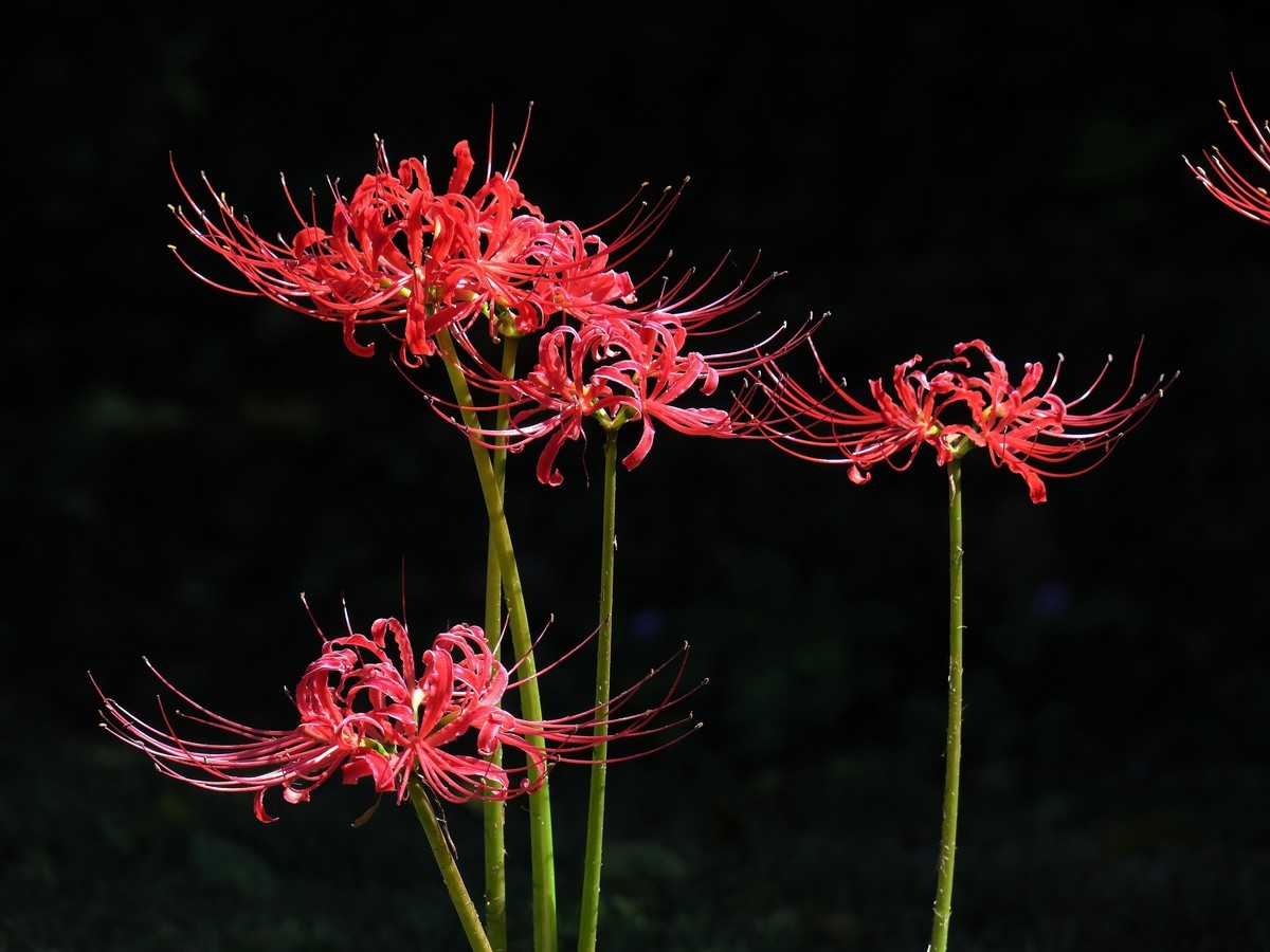 晴空万里的梅花山