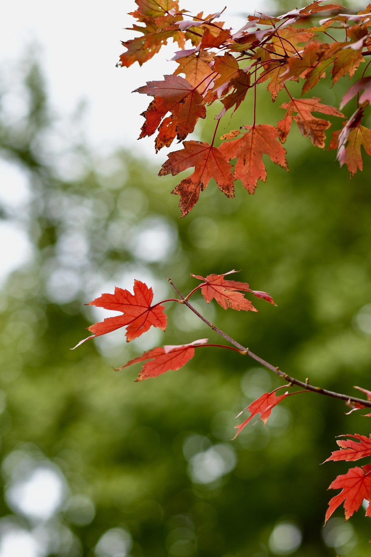 楼下的叶子红了