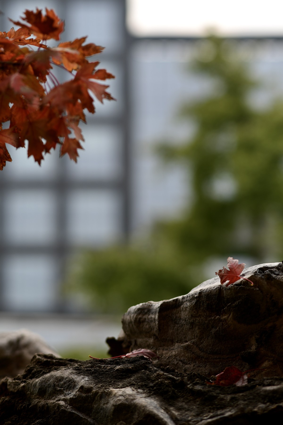 楼下的叶子红了