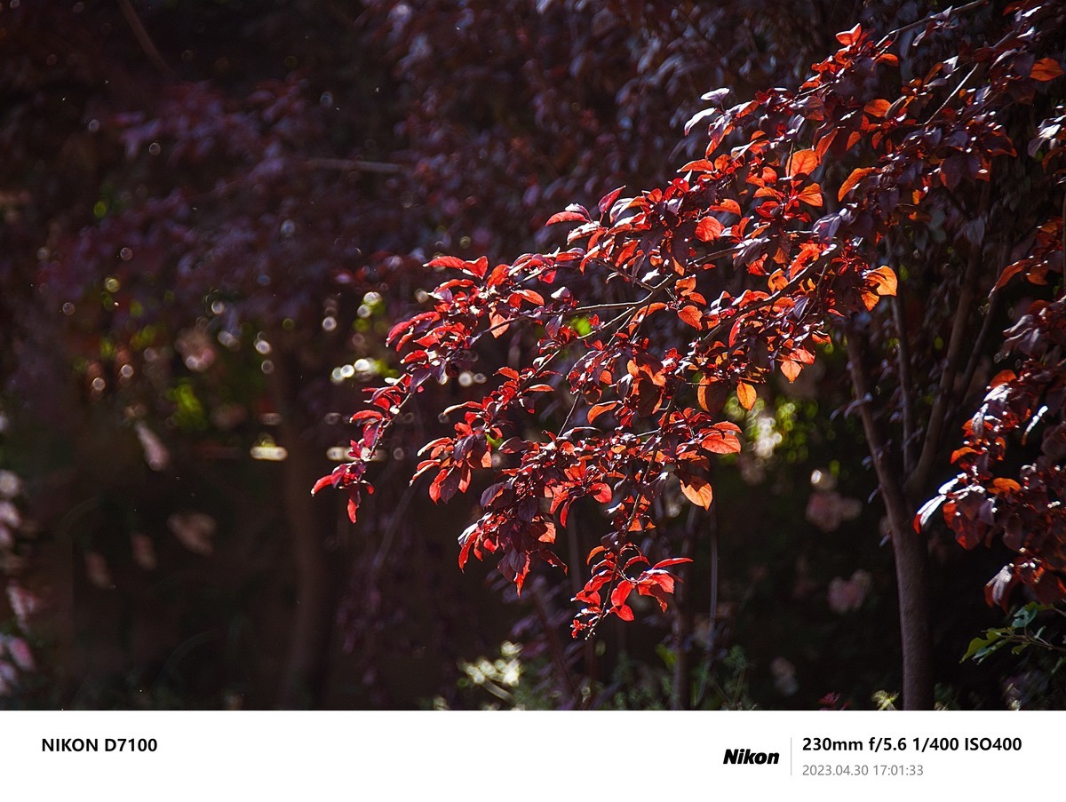 之前D7100拍的最后一些照片，给整理下，留个纪念