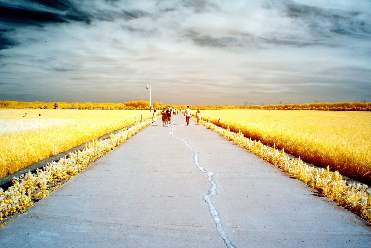 闫家岗农场荷花塘与稻田