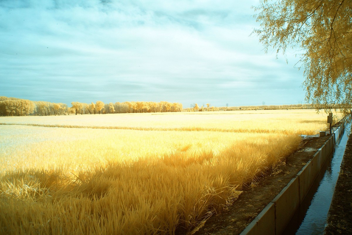 闫家岗农场荷花塘与稻田
