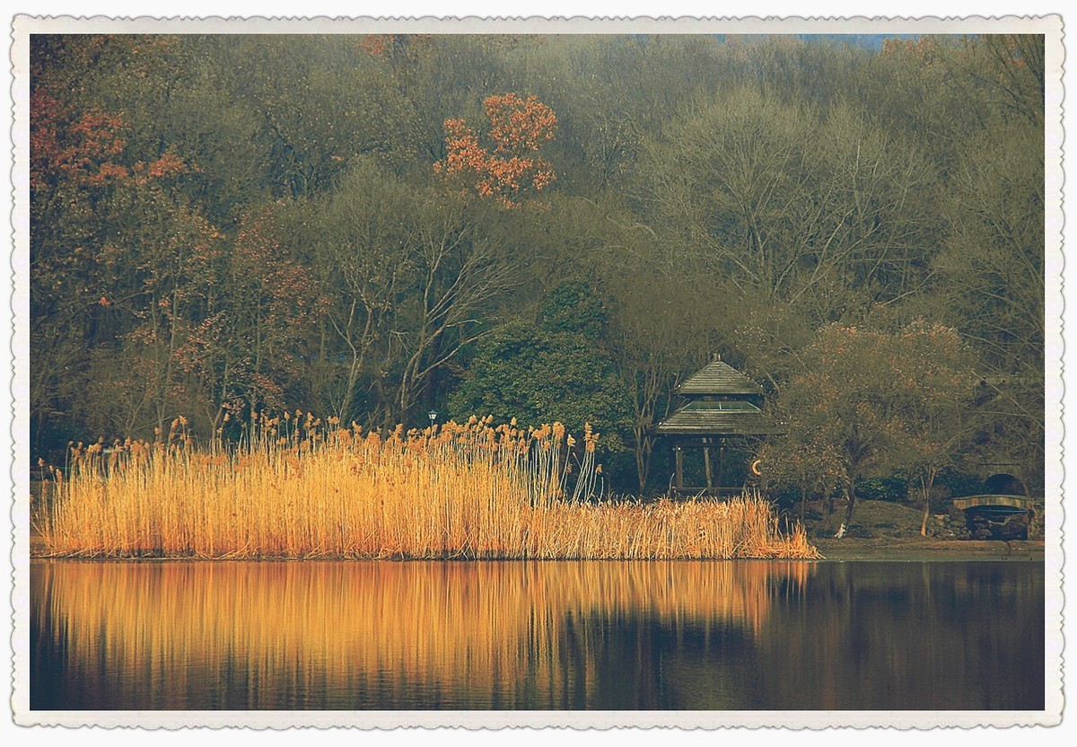 枯黄、暗淡的琵琶湖