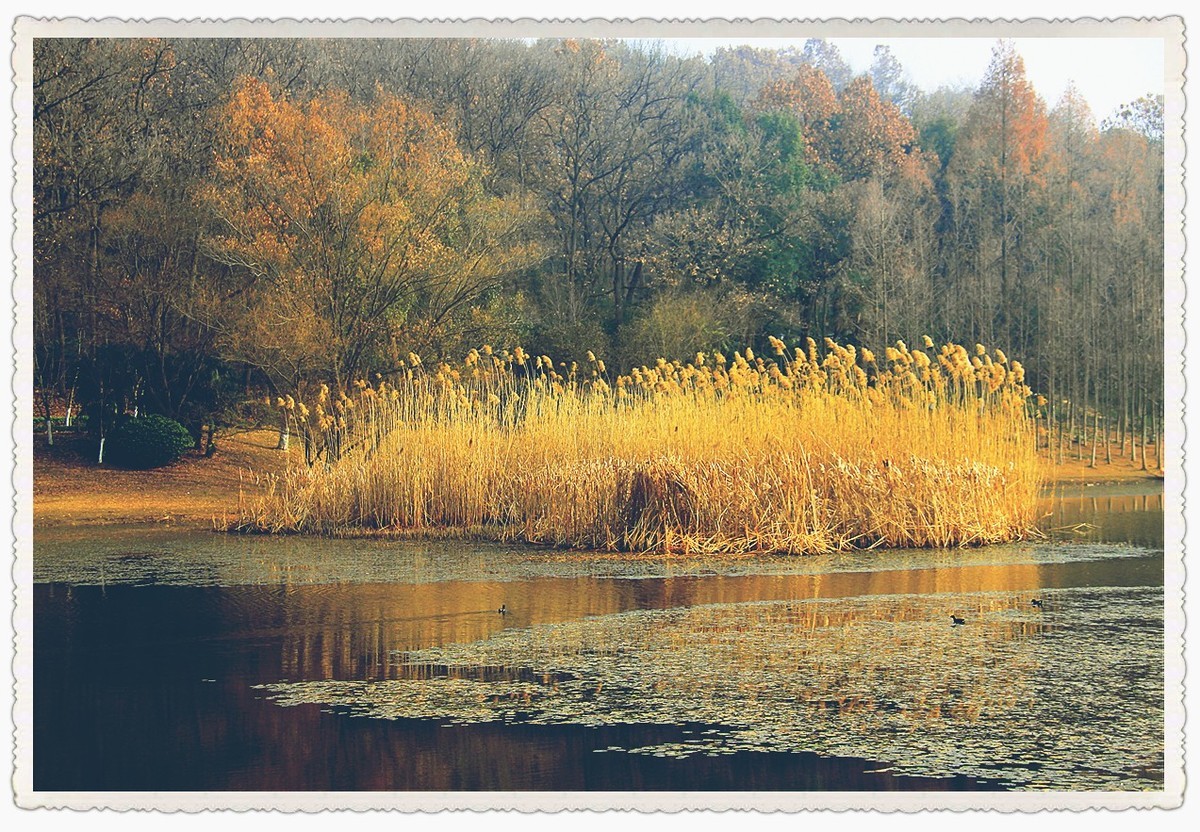 枯黄、暗淡的琵琶湖