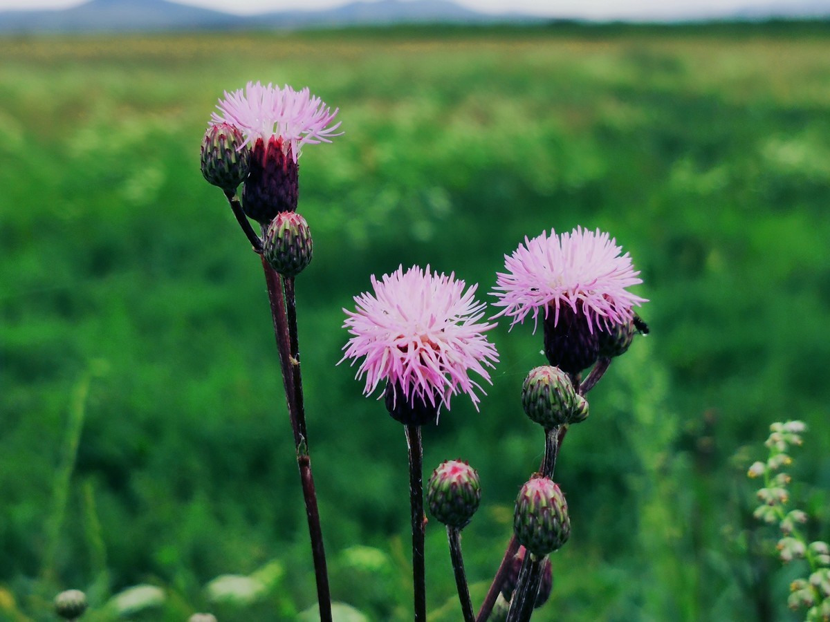 春暖花开的京北草原大汗行宫~~