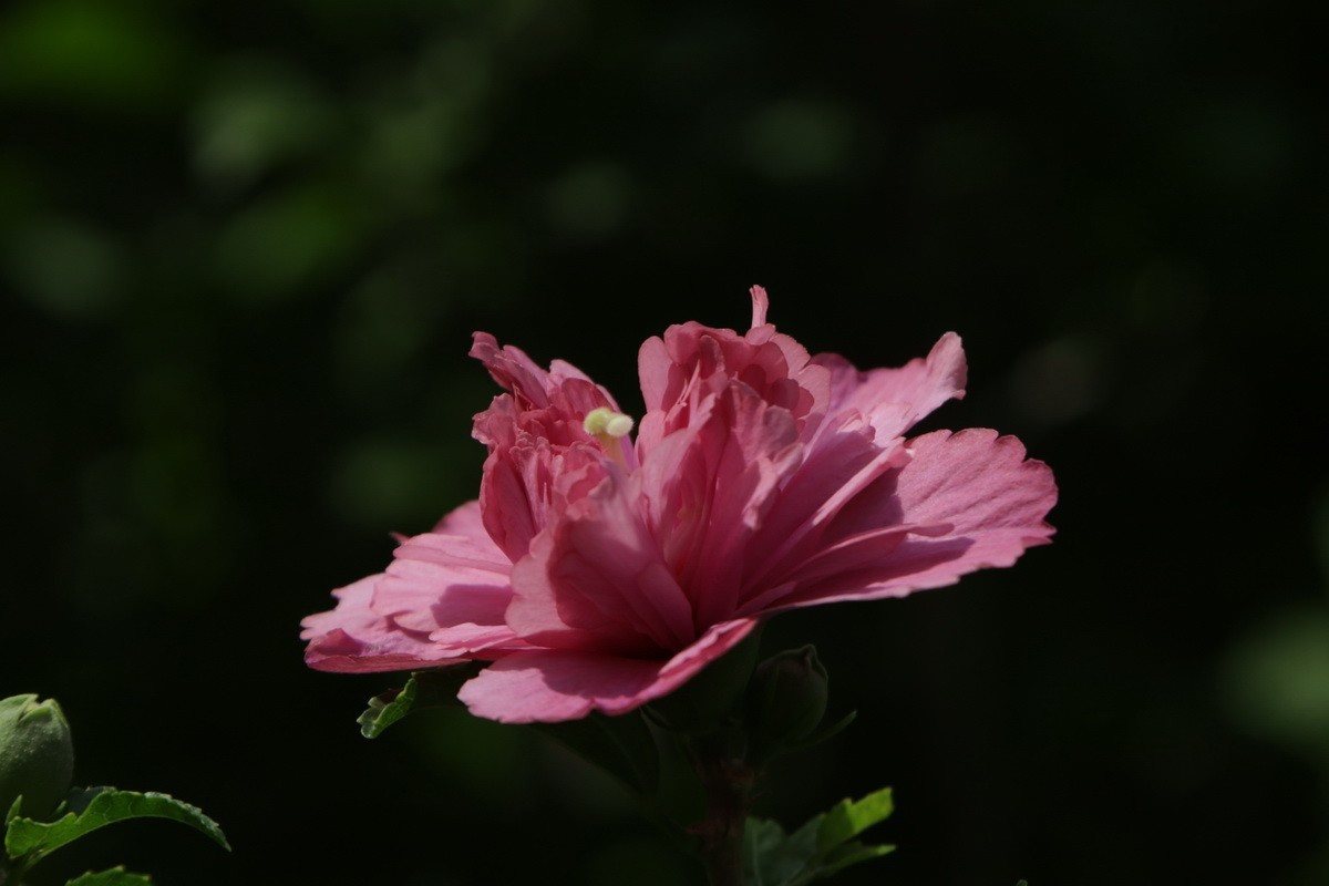 关东百花园（369）——重瓣木槿花