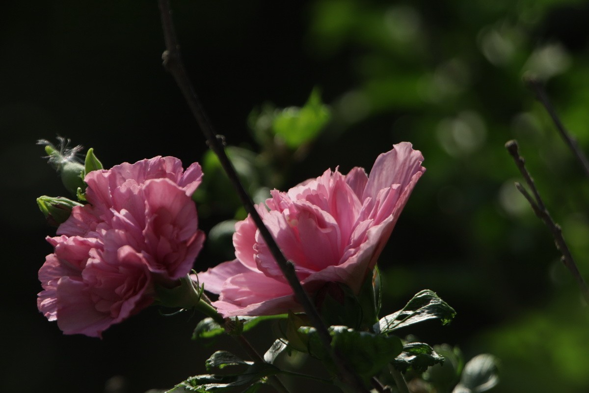 关东百花园（369）——重瓣木槿花