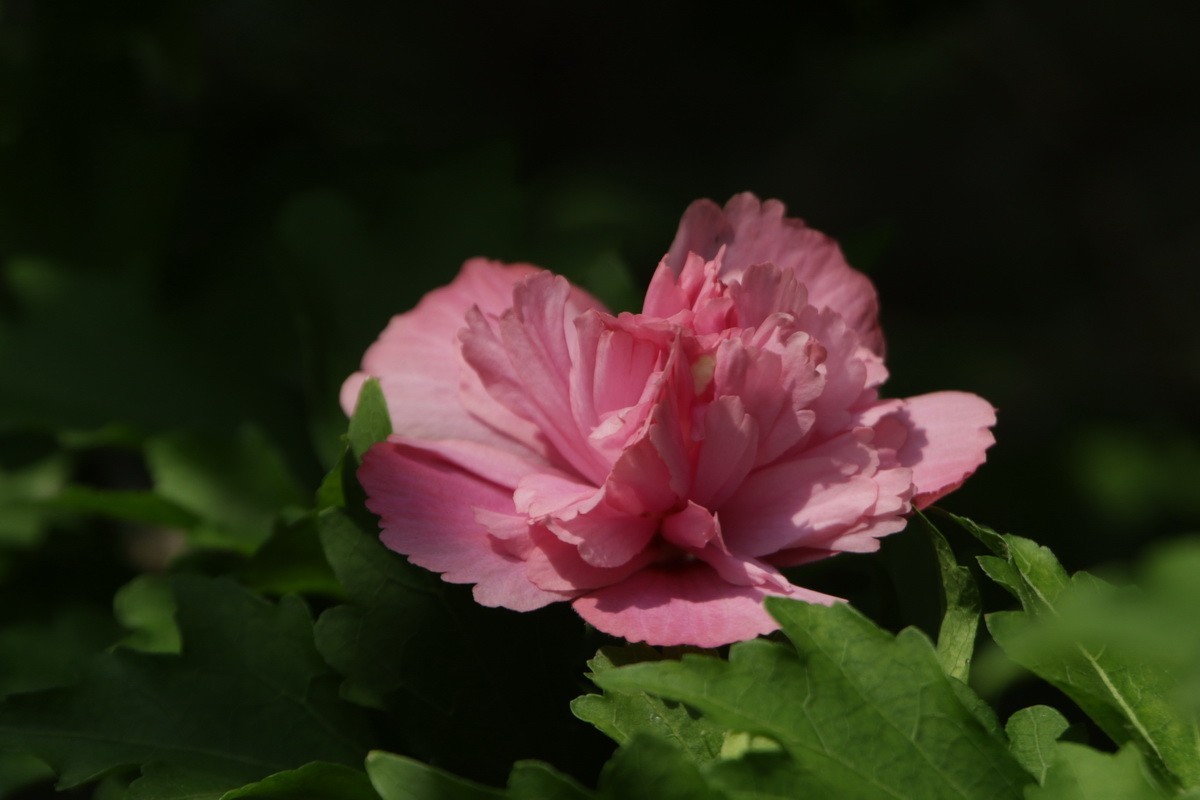 关东百花园（369）——重瓣木槿花