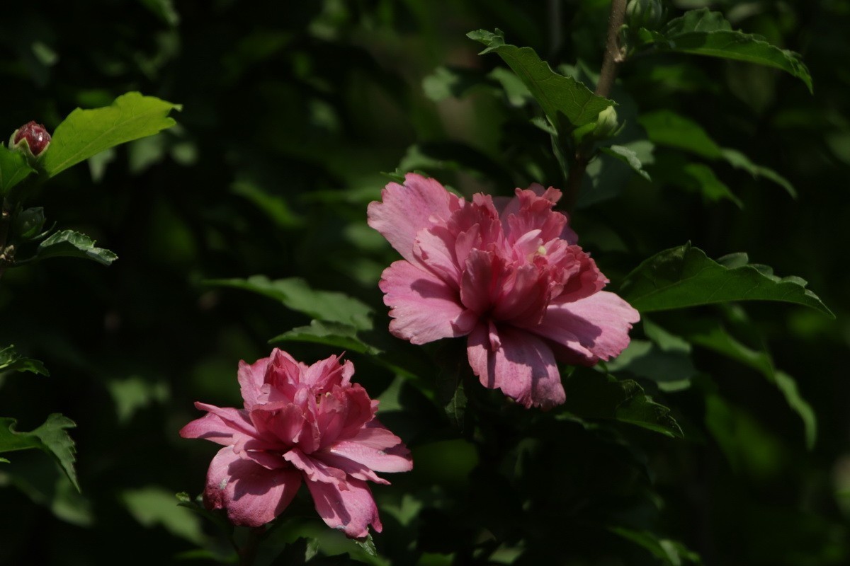 关东百花园（369）——重瓣木槿花