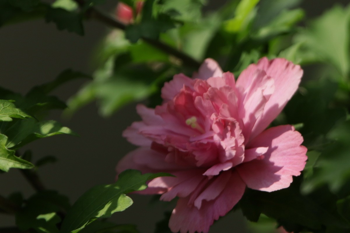 关东百花园（369）——重瓣木槿花