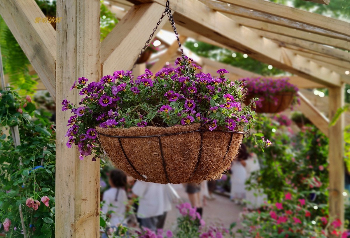 世界花园节（武汉）—2