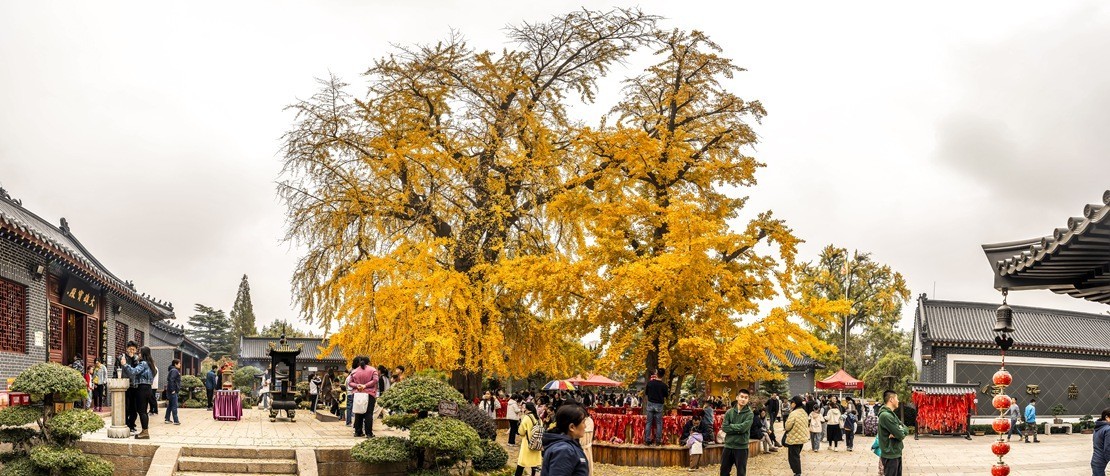 青岛法海寺的白果树