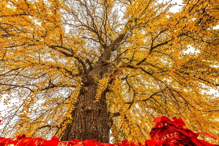青岛法海寺的白果树