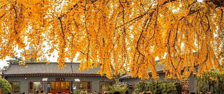 青岛法海寺的白果树