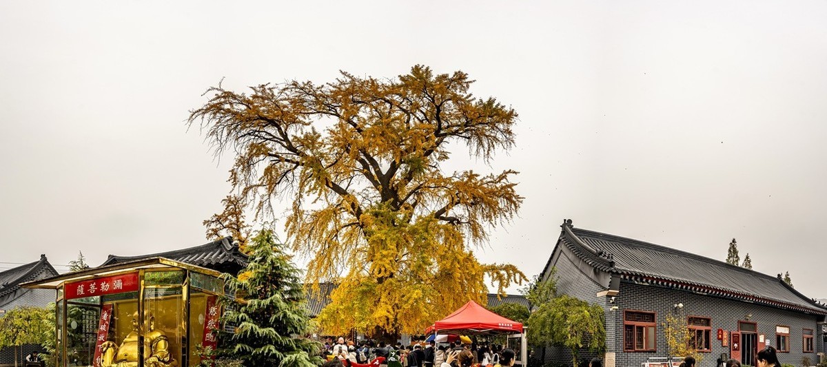 青岛法海寺的白果树