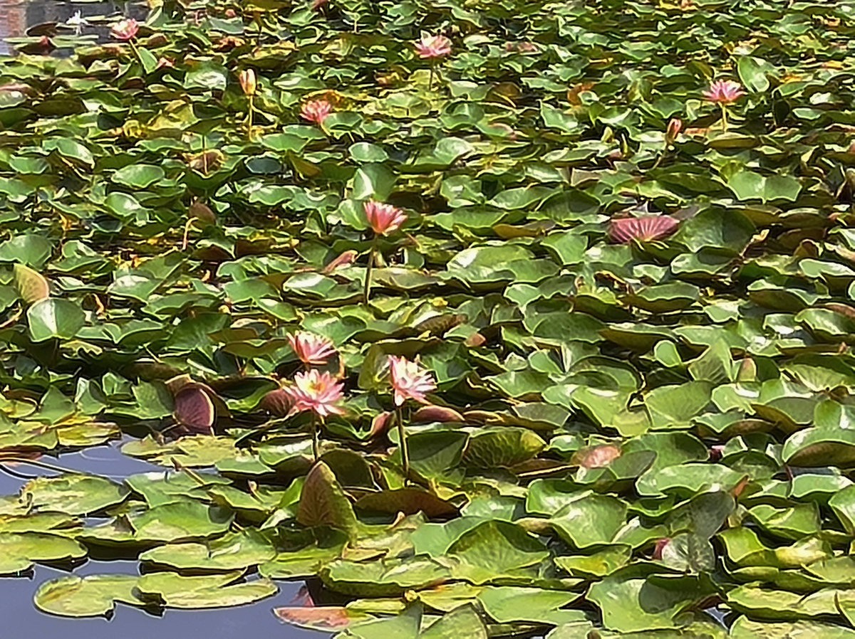 漫步星城 走街串巷（480）人间烟火