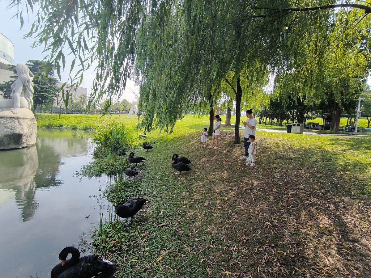 漫步星城 走街串巷（481）天鹅湖的夏季
