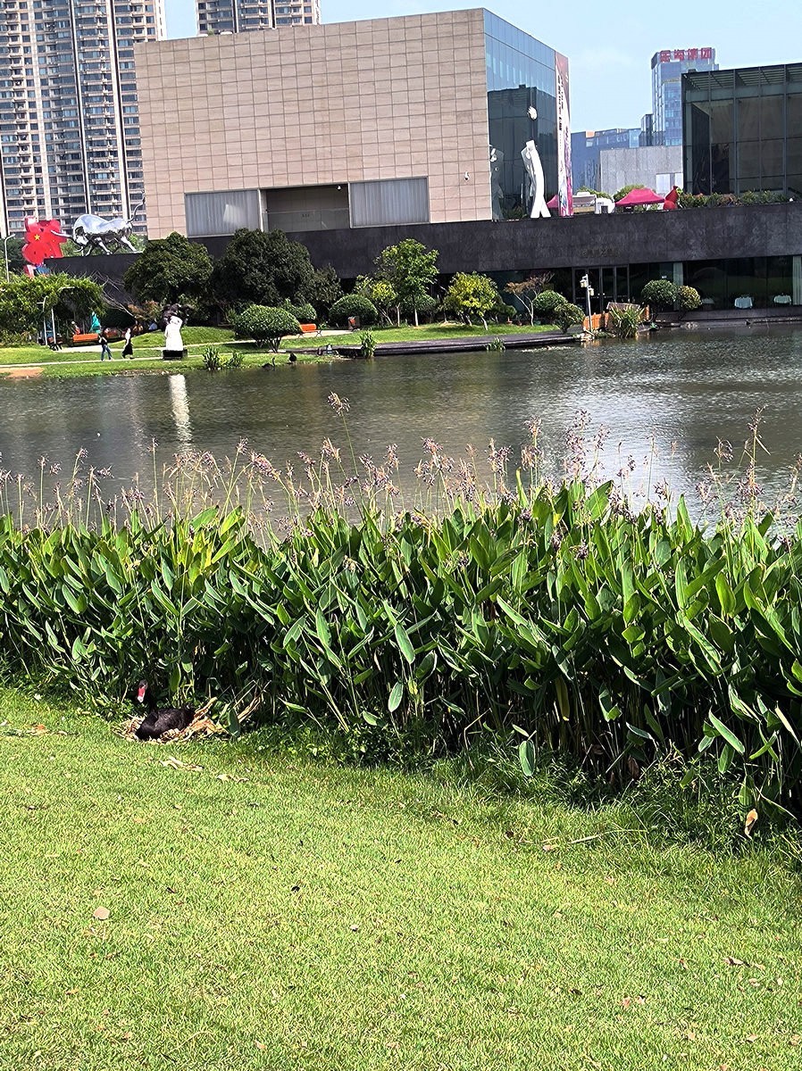 漫步星城 走街串巷（481）天鹅湖的夏季