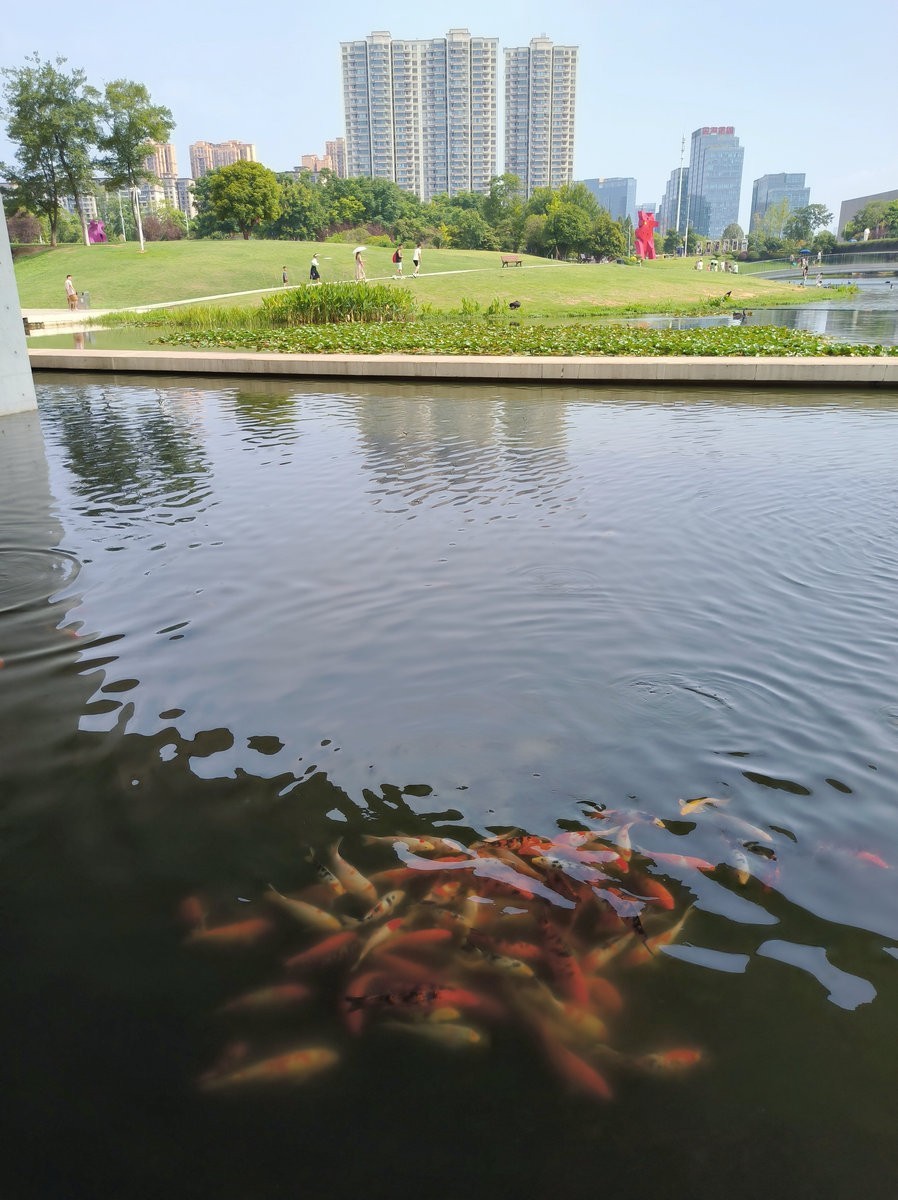 漫步星城 走街串巷（481）天鹅湖的夏季