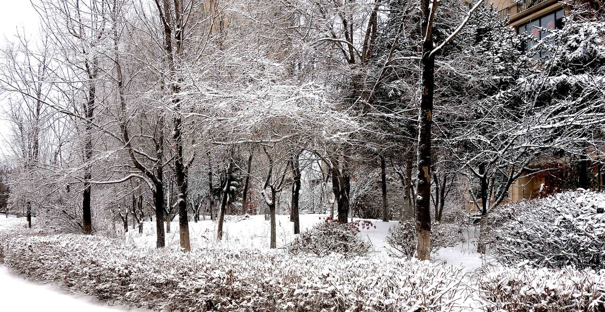 小区今年第一次下雪
