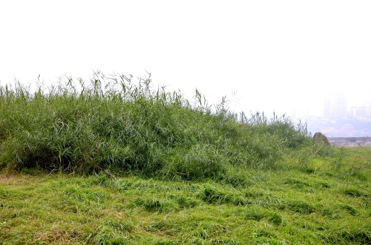 冬季江滩公园 (二)