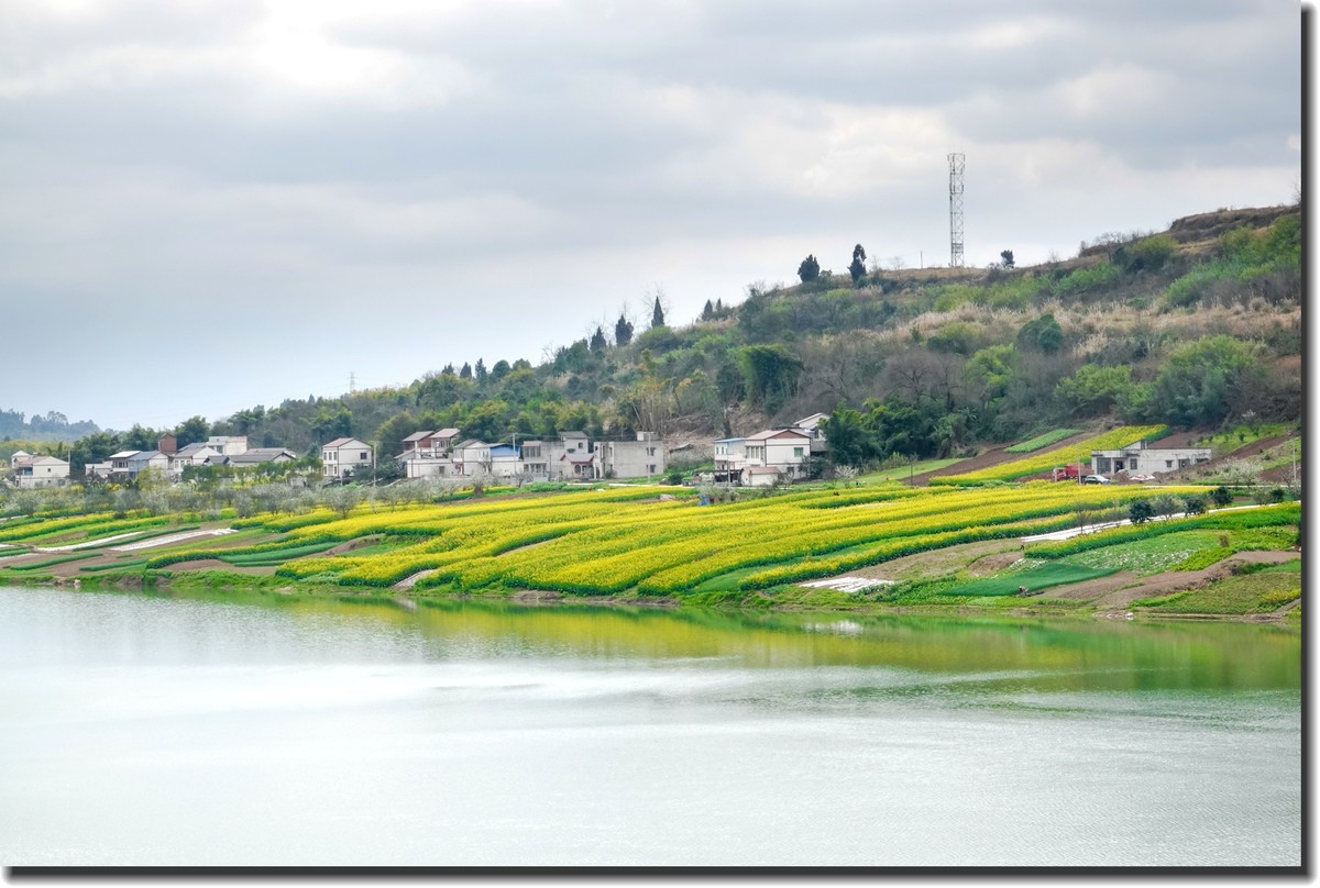 油菜花开春又来